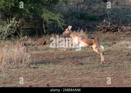 L'Impala femelle solitaire bondissant avec les quatre pieds hors du sol tout en courant dans la savane dans le parc national Kruger, Afrique du Sud Banque D'Images