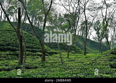 Magnifique jardin de thé au Bangladesh avec plantation verte luxuriante sur des collines ondoyantes Banque D'Images