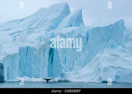Queue de baleine à bosse le long de l'iceberg près d'Ilulissat, au Groenland. Banque D'Images
