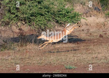 L'Impala bondit avec ses quatre pieds au large du sol tout en courant dans la savane du parc national Kruger, en Afrique du Sud Banque D'Images