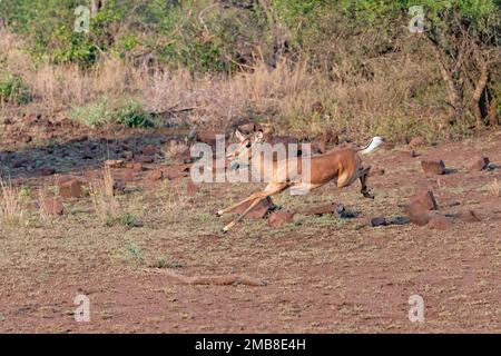 L'Impala bondit en courant dans la savane du parc national Kruger, en Afrique du Sud Banque D'Images