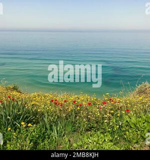 Gros plan d'un champ de fleurs rouge et jaune sur la côte d'un océan Banque D'Images