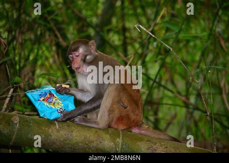 Monkey mangeant des chips dans la forêt sauvage du Bangladesh Banque D'Images