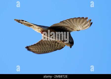 Kestrel planant dans le ciel à la réserve naturelle nationale de Far ings, Lincolnshire, Royaume-Uni Banque D'Images