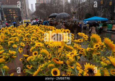 Les visiteurs de la place Flatiron à New York voient 355 tournesols plantés pour la Journée nationale de l’unité en Ukraine un jeudi pluvieux, 19 janvier 2023. Le jardin de tournesol rappelle aux visiteurs de se tenir avec l'Ukraine pendant leur guerre contre la Russie. L’exposition est en vue jusqu’au dimanche, 22 janvier, la Journée nationale de l’unité en Ukraine et 355 jours depuis l’invasion. (© Richard B. Levine) Banque D'Images