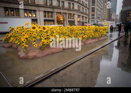 Les visiteurs de la place Flatiron à New York voient 355 tournesols plantés pour la Journée nationale de l’unité en Ukraine un jeudi pluvieux, 19 janvier 2023. Le jardin de tournesol rappelle aux visiteurs de se tenir avec l'Ukraine pendant leur guerre contre la Russie. L’exposition est en vue jusqu’au dimanche, 22 janvier, la Journée nationale de l’unité en Ukraine et 355 jours depuis l’invasion. (© Richard B. Levine) Banque D'Images