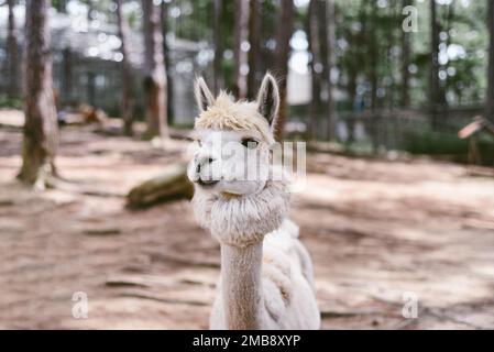 Portrait de Lama drôle avec frange dans le zoo Banque D'Images