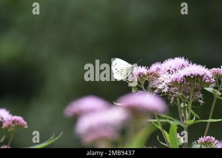 Petit papillon blanc (Pieris rapae) se nourrissant de fleurs sauvages roses au soleil à droite de l'image en Angleterre, au Royaume-Uni en juillet Banque D'Images