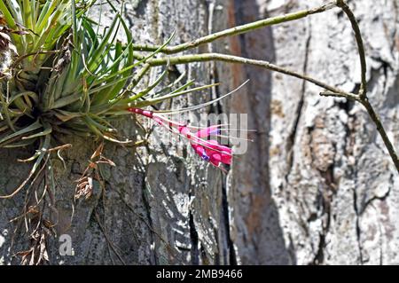 Fleur épiphytique (Tillalandsia stricta) sur l'arbre Banque D'Images