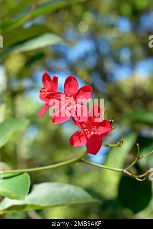 Fleurs épicées de jatropha (Jatropha integerrima) sur le jardin Banque D'Images