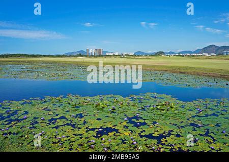 Lac aux fleurs de nénuphars bleu sacrées (Nymphaea caerulea) à Barra da Tijuca, Rio de Janeiro Banque D'Images