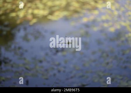 Homme de la Southern Hawker (Aeshna cyanoa) volant de gauche à droite au-dessus d'un étang lors d'une journée ensoleillée, Blue Sky se reflète dans l'eau, en août au pays de Galles, au Royaume-Uni Banque D'Images