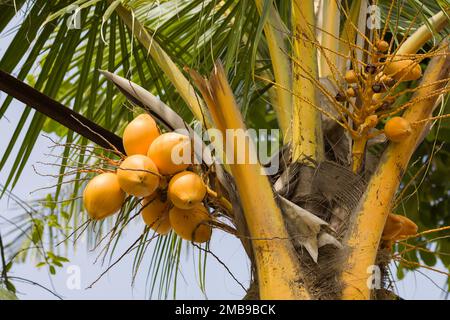 Noix de coco aux noix de coco tendres et aux feuilles vertes qui osciller au vent. Photo prise contre le ciel. Banque D'Images