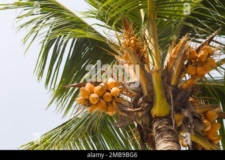 Noix de coco aux noix de coco tendres et aux feuilles vertes qui osciller au vent. Photo prise contre le ciel. Banque D'Images