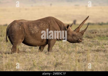 Rhinocéros noir femelle avec longue corne debout dans l'herbe. Banque D'Images