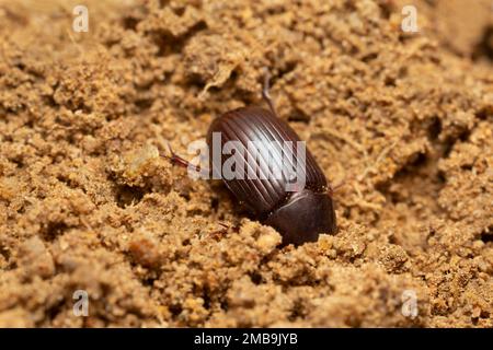 Coléoptère de nuit, Acrossus rufipes terreau dans le sol, photo macro Banque D'Images