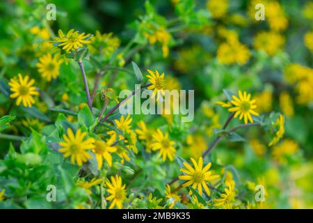 zinnia, Sanvitalia procumbens en fleurs, rampant mexicain Banque D'Images