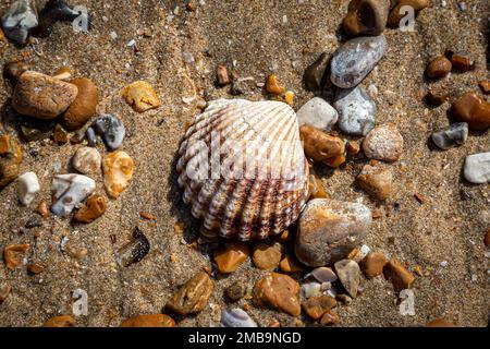 Un Cockle Shell et des Pebbles sur une plage Banque D'Images
