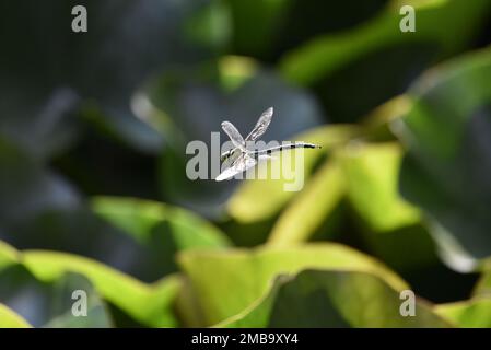 Gros plan à gauche image d'un Dragonfly mâle de l'Aeshna cyanoa volant un étang verdoyant et ensoleillé au centre du pays de Galles, au Royaume-Uni, en août Banque D'Images