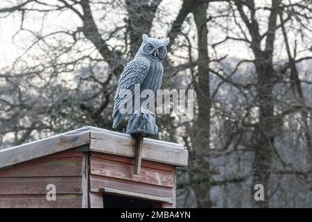 Statue de lOwl leurre sur un abri de jardin dans des allotissements agissant comme un oiseau ou pigeon dissuasif, Angleterre, Royaume-Uni Banque D'Images