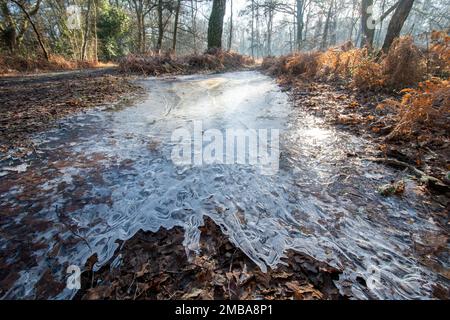 Paysage boisé d'hiver le jour de janvier gelé, Surrey Hills, Angleterre, Royaume-Uni, avec une flaque glacée Banque D'Images