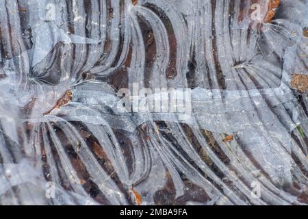 Gros plan des modèles de glace ou des formations de glace pendant le temps glacial dans les bois, en Angleterre, au Royaume-Uni Banque D'Images