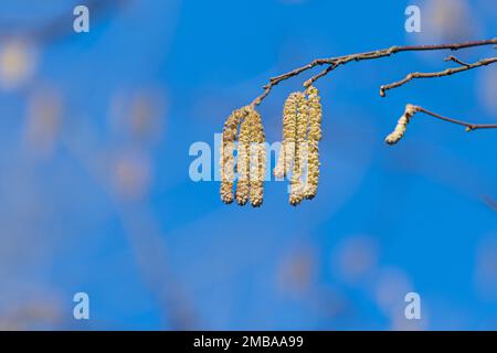 Hazel catkins contre un ciel bleu, jaune fleurs mâles de l'arbre Corylus avellana floraison début janvier, Surrey, Angleterre, Royaume-Uni. Banque D'Images