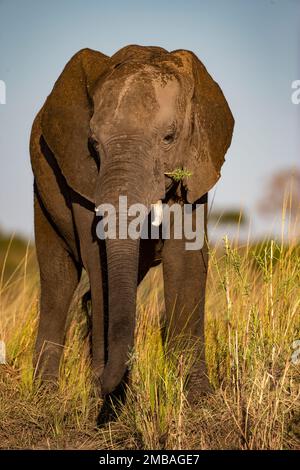 Gros plan tête sur la vue au niveau des yeux d'un seul grand éléphant d'Afrique Loxodonta africana mâchant la végétation sur les rives de la rivière Chobe au Botswana. Banque D'Images