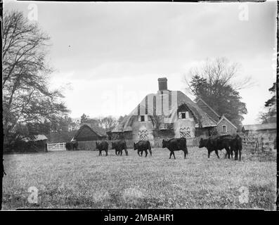 Great Hampden, Great and Little Hampden, Wycombe, Buckinghamshire, 1910. Une vue sur une maison de chaume dans le style de cottage ornee dans un champ à Great Hampden, avec des bovins marchant sur un champ en premier plan. Banque D'Images