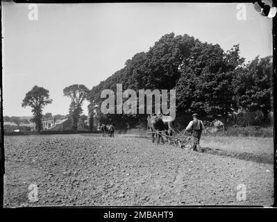 Easton, eau douce, île de Wight, 1914. Deux hommes avec deux paires de chevaux labourant un champ à Easton. La photo a été prise sur le chemin de la côte. Banque D'Images