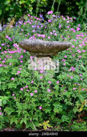 bain d'oiseau, bain d'oiseau en pierre, bain d'oiseau en granit, fleurs de géranium rose, jardin caractéristique, installation de jardin, bain d'oiseau dans le jardin, bain d'oiseau couvert dans des flotteurs, ev Banque D'Images