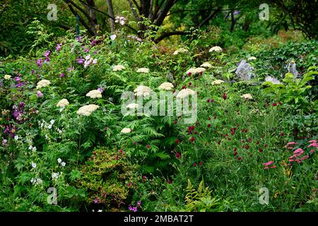 clematis viticella etoile violette,Knautia macedonica,achillea millefolium,yarrow,fleurs blanches,pourpre,fleurs,fleur,Floraison,grimpeur,super-réducteur,perenn Banque D'Images