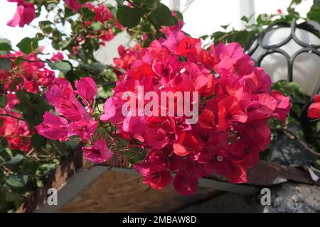 Bougainvilliers dans le jardin Banque D'Images