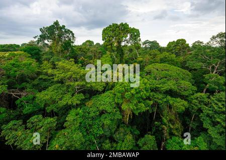 Forêt amazonienne dans la réserve de Tambopata, Pérou Banque D'Images