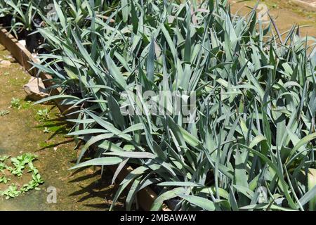 Petites usines d'agave destinées à la production de Mezcal depuis de nombreuses années, vallée d'Oaxaca, Mexique Banque D'Images