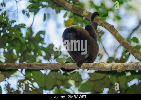 Lagothrix lagotricha dans la canopée de la forêt amazonienne, parc national de Manu, Pérou Banque D'Images