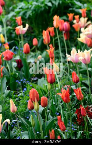 tulipa ballerina, tulipa Triple A, Tulipa blushing lady, tulipe ballerina, tulipe triple A, tulipe blushing lady, mélange de tulipes, lit mixte de tulipes, orange apri Banque D'Images