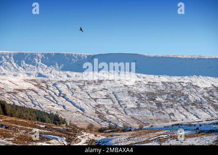 Brecon, Royaume-Uni. 20th janvier 2023. Un oiseau de proie survole le col enneigé de la montagne à Story Arms dans le parc national de Brecon Beacons qui est encore couvert de neige cet après-midi alors que le temps de gel continue. Credit: Phil Rees/Alamy Live News Banque D'Images