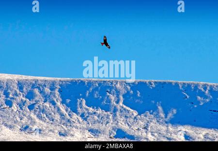 Brecon, Royaume-Uni. 20th janvier 2023. Un oiseau de proie survole le col enneigé de la montagne à Story Arms dans le parc national de Brecon Beacons qui est encore couvert de neige cet après-midi alors que le temps de gel continue. Credit: Phil Rees/Alamy Live News Banque D'Images