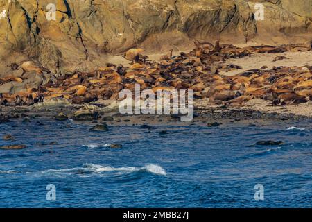 Transport des lions de mer de Californie et de Steller, et des phoques de l'éléphant du Nord, région de Shell Island, dans le parc national de Cape Arago, sur la côte de l'Oregon, États-Unis Banque D'Images