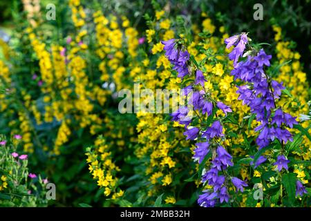 Campanula latiloba variété Highcliffe,lysimachia punctata,fleurs bleues et jaunes,evergreen, formant rosette vivace, racémes,raceme de fleur,vio profond Banque D'Images