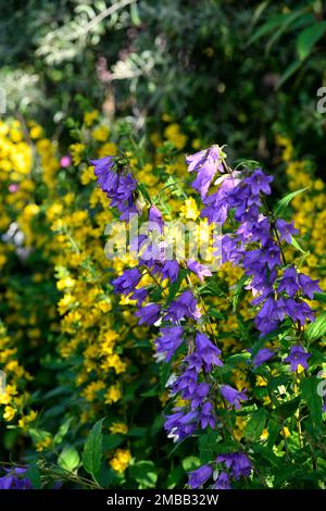 Campanula latiloba variété Highcliffe,lysimachia punctata,fleurs bleues et jaunes,evergreen, formant rosette vivace, racémes,raceme de fleur,vio profond Banque D'Images