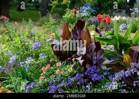 patio schéma de plaquage, entrée, canna, Canna Tropicana et Canna Tropicanna noir, dahlia totalement tangerine, agapanthus, tropical, exotique, feuillage varié Banque D'Images