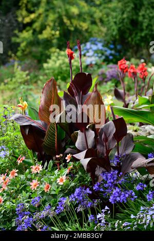 patio schéma de plaquage, entrée, canna, Canna Tropicana et Canna Tropicanna noir, dahlia totalement tangerine, agapanthus, tropical, exotique, feuillage varié Banque D'Images