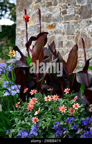 patio schéma de plaquage, entrée, canna, Canna Tropicana et Canna Tropicanna noir, dahlia totalement tangerine, agapanthus, tropical, exotique, feuillage varié Banque D'Images