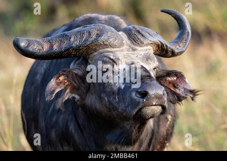 Un vieux buffle sauvage avec corne cassée et oreille déchirée dans un parc national en Ouganda, Afrique de l'est. Banque D'Images