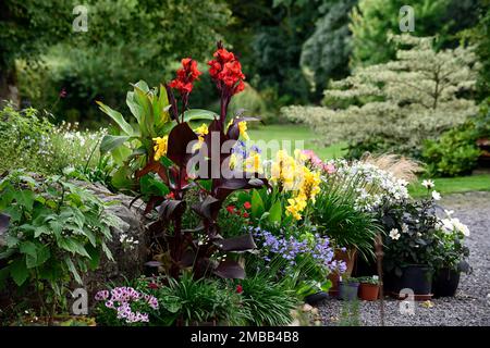 schéma de placage de patio,entrée,canna,Canna Tropicanna noir,fleurs de canna jaune,fleurs de canna rouge,dahlia blanc,,agapanthus,tropical,exotique,variegé Banque D'Images