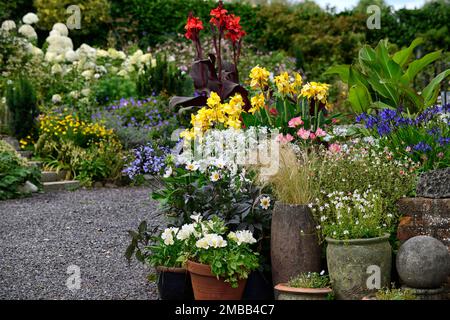 schéma de placage de patio,entrée,canna,Canna Tropicanna noir,fleurs de canna jaune,fleurs de canna rouge,dahlia blanc,,agapanthus,tropical,exotique,variegé Banque D'Images