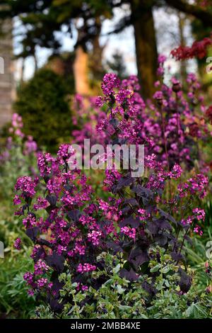 Lunaria annua Chedglow,l'honnêteté annuelle,l'honnêteté pourpre,feuilles sombres,feuillage foncé,fleurs pourpres,l'honnêteté pourpre,lit,bordure,jardins, printemps,printemps dans le g Banque D'Images