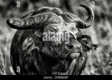Un vieux buffle sauvage avec corne cassée et oreille déchirée dans un parc national en Ouganda, Afrique de l'est. Banque D'Images